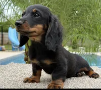 Dash , a male Miniature Dachshund for sale in Joplin, MO – 10 of 10