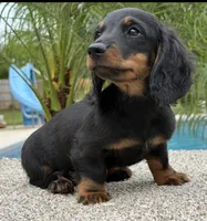 Dash , a male Miniature Dachshund for sale in Joplin, MO – 4 of 10