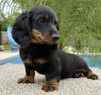 Dash , a male Miniature Dachshund for sale in Joplin, MO – 8 of 10
