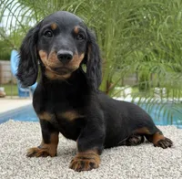 Dash , a male Miniature Dachshund for sale in Joplin, MO – 9 of 10