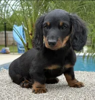 Dash , a male Miniature Dachshund for sale in Joplin, MO – 1 of 10