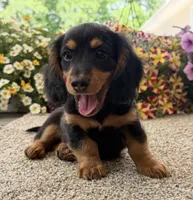 Dexter Boy , a male Miniature Dachshund for sale in Joplin, MO – 3 of 10