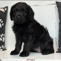 Millie , a female Rottweiler for sale in Springfield, MO – Photo 3 of 7