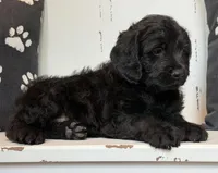 Millie , a female Rottweiler for sale in Springfield, MO – Photo 2 of 7