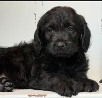 Millie , a female Rottweiler for sale in Springfield, MO – Photo 1 of 7