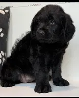 Millie , a female Rottweiler for sale in Springfield, MO – Photo 7 of 7