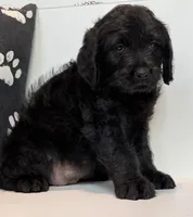 Millie , a female Rottweiler for sale in Springfield, MO – Photo 6 of 7