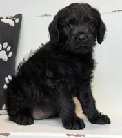 Millie , a female Rottweiler for sale in Springfield, MO – Photo 5 of 7