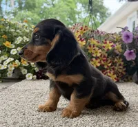 Dexter Boy , a male Miniature Dachshund for sale in Joplin, MO – 4 of 10