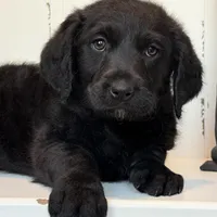 Sadie Mae , a female Rottweiler for sale in Joplin, MO – Photo 1 of 8