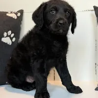 Sadie Mae , a female Rottweiler for sale in Joplin, MO – Photo 3 of 8