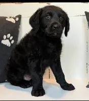 Sadie Mae , a female Rottweiler and Poodle - Standard  for sale in Springfield, MO – Photo 3 of 8