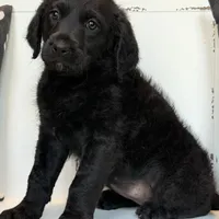 Sadie Mae , a female Rottweiler for sale in Joplin, MO – Photo 7 of 8