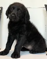 Sadie Mae , a female Rottweiler and Poodle - Standard  for sale in Springfield, MO – Photo 7 of 8