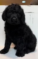 Luke , a male Rottweiler for sale in Springfield, MO – Photo 9 of 9