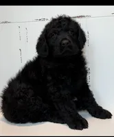 Luke , a male Rottweiler for sale in Springfield, MO – Photo 5 of 9