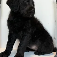 Sadie Mae , a female Rottweiler for sale in Joplin, MO – Photo 5 of 8