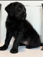 Sadie Mae , a female Rottweiler and Poodle - Standard  for sale in Springfield, MO – Photo 5 of 8