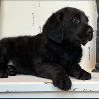 Sadie Mae , a female Rottweiler for sale in Joplin, MO – Photo 2 of 8