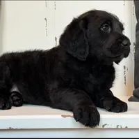 Sadie Mae , a female Rottweiler and Poodle - Standard  for sale in Springfield, MO – Photo 2 of 8