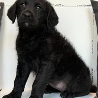 Sadie Mae , a female Rottweiler for sale in Joplin, MO – Photo 8 of 8