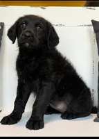 Sadie Mae , a female Rottweiler and Poodle - Standard  for sale in Springfield, MO – Photo 8 of 8