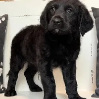 Sadie Mae , a female Rottweiler for sale in Joplin, MO – Photo 6 of 8