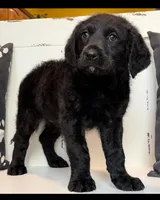 Sadie Mae , a female Rottweiler and Poodle - Standard  for sale in Springfield, MO – Photo 6 of 8