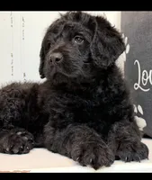 Luke , a male Rottweiler for sale in Springfield, MO – Photo 8 of 9