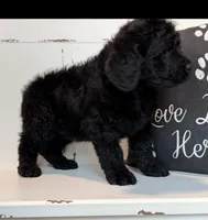 Luke , a male Rottweiler for sale in Springfield, MO – Photo 2 of 9