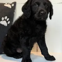 Sadie Mae , a female Rottweiler for sale in Joplin, MO – Photo 4 of 8