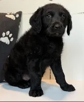 Sadie Mae , a female Rottweiler and Poodle - Standard  for sale in Springfield, MO – Photo 4 of 8
