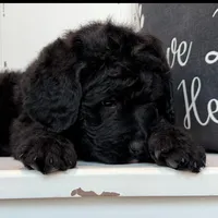 Luke , a male Rottweiler for sale in Springfield, MO – Photo 3 of 9