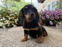Lilly girl , a female Miniature Dachshund for sale in Joplin, MO – 6 of 10