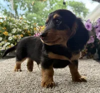 Dexter Boy , a male Miniature Dachshund for sale in Joplin, MO – 7 of 10