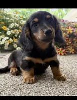 Dash , a male Miniature Dachshund for sale in Joplin, MO – 7 of 8