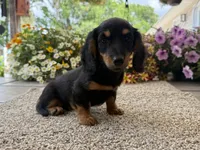 Lilly girl , a female Miniature Dachshund for sale in Joplin, MO – 3 of 10