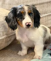 Dottie girl, a female Miniature Dachshund for sale in Springfield, MO – Photo 8 of 10