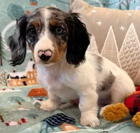 Dottie girl, a female Miniature Dachshund for sale in Springfield, MO – Photo 2 of 10