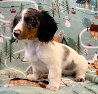 Dottie girl, a female Miniature Dachshund for sale in Springfield, MO – Photo 7 of 10