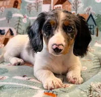 Dottie girl, a female Miniature Dachshund for sale in Springfield, MO – Photo 9 of 10