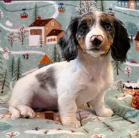 Dottie girl, a female Miniature Dachshund for sale in Springfield, MO – Photo 3 of 10