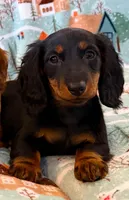 Macy jr. girl, a female Miniature Dachshund for sale in Springfield, MO – Photo 5 of 10