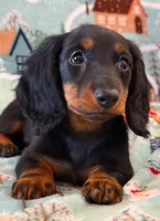 Macy jr. girl, a female Miniature Dachshund for sale in Springfield, MO – Photo 6 of 10