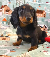 Macy jr. girl, a female Miniature Dachshund for sale in Springfield, MO – Photo 9 of 10