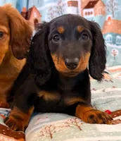 Macy jr. girl, a female Miniature Dachshund for sale in Springfield, MO – Photo 10 of 10