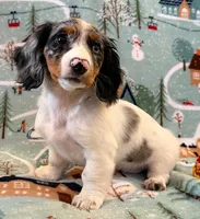 Dottie girl, a female Miniature Dachshund for sale in Springfield, MO – Photo 2 of 10