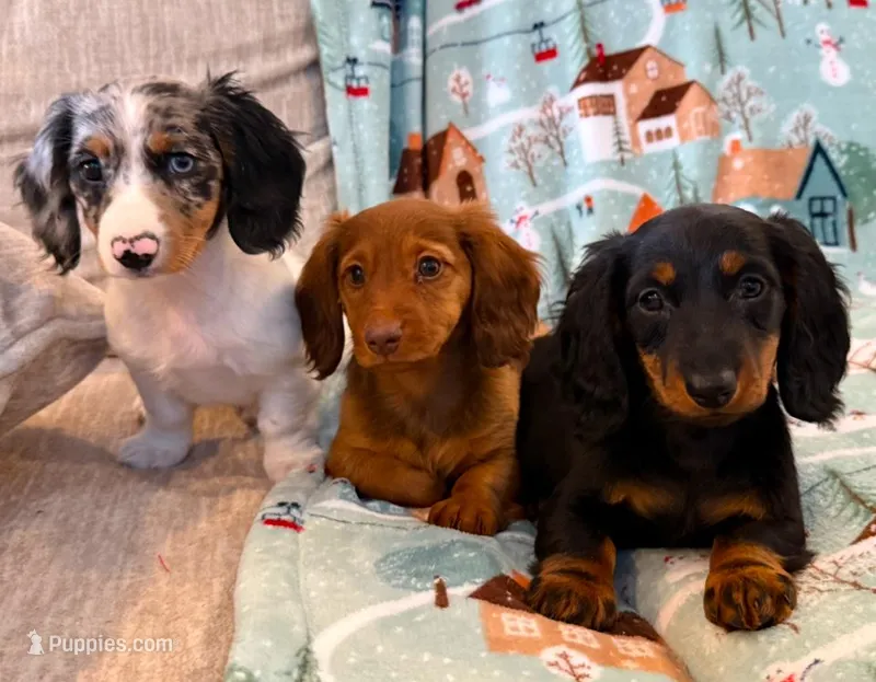 Dottie girl, a female Miniature Dachshund for sale in Springfield, MO – Photo 1 of 10