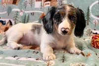 Dottie girl, a female Miniature Dachshund for sale in Springfield, MO – Photo 3 of 10