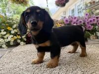 Lilly girl , a female Miniature Dachshund for sale in Joplin, MO – 4 of 10